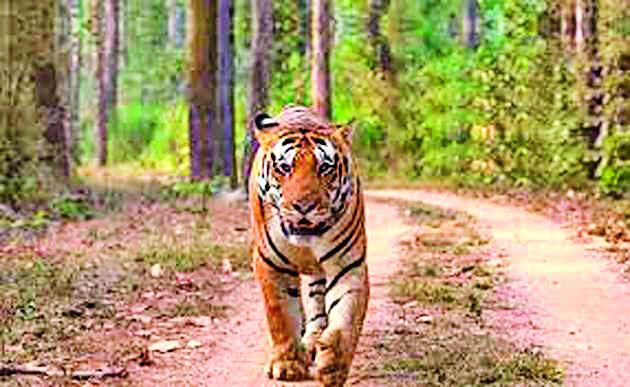 'Maharashtra Model' of Tiger cover Uttar Pradesh | व्याघ्र संरक्षणाचे ‘महाराष्ट्र मॉडेल’ उत्तर प्रदेशात