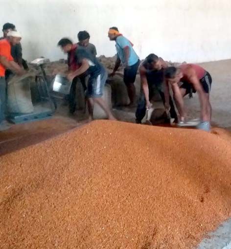 Shiv Sena will stand for farmers in the state | राज्यातील तूर उत्पादक शेतकऱ्यांच्या अडचणी शिवसेना दूर करणार