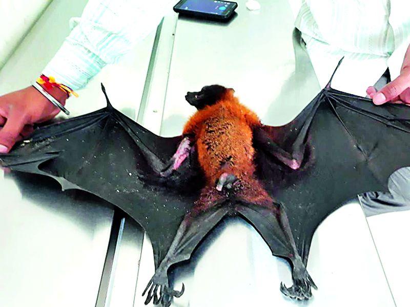 Rare fruit bat survived in Nagpur | नागपुरात दुर्मिळ वटवाघुळाचा वाचविला जीव