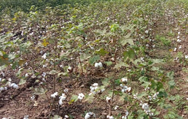  Cotton burst; But the workers did not get it | कापूस फुटला; पण मजूर मिळेना