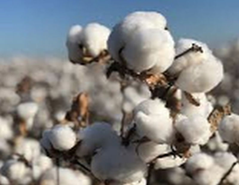 Increase in cotton area in the district | जिल्ह्यात कपाशीच्या क्षेत्रात वाढ