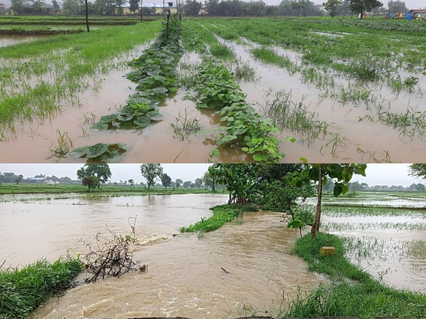 Farmers of Musdhalar, Navegaon Dam in Gondia district were hit by heavy rains | गोंदिया जिल्ह्यात दमदार पावसाची हजेरी; नवेगाव बांध येथील शेतकऱ्यांना अतिवृष्टीचा फटका