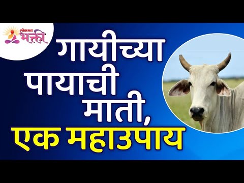 Is soil under cow's feet a great remedy? Is cow's foot soil a great remedy? Benefits of Cow | गायीच्या पायाखालची माती एक महाऊपाय आहे का? Is cow's foot soil a great remedy? Benefits of Cow