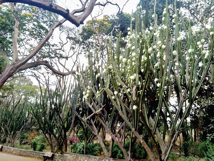The tallest cactus found in small Kashmir | छोटा काश्मिरात आढळला सर्वांत उंच निवडुंग