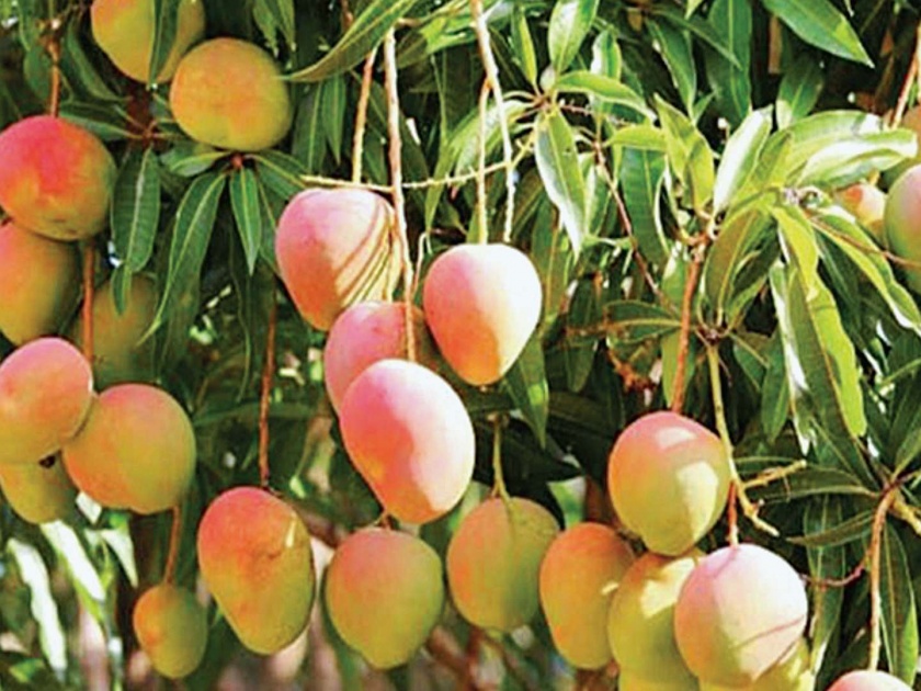 Results on mango production due to climate change with thrips | हवामानातील बदलांसह थ्रीप्समुळे आंबा उत्पादनावर परिणाम