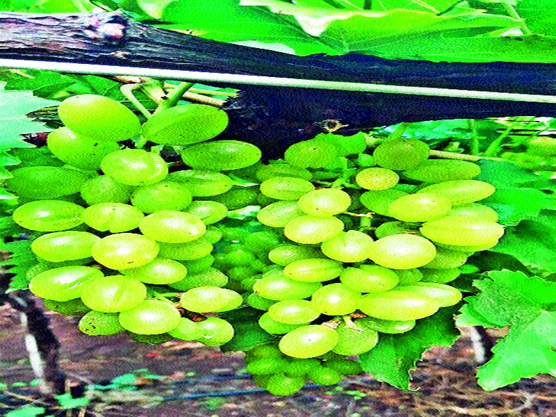 Ozar: More than half the time this year, grape season threatens to be damaged | ओझर : दोन वर्षांच्या तुलनेत यंदा निम्म्याहून अधिक नुकसान द्राक्ष हंगाम धोक्यात