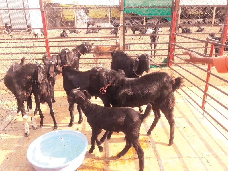 Goat, Shepherd Research Center: Balasaheb dodtha | ढवळपुरीत उभारणार शेळी, मेंढीपालन रिसर्च सेंटर :बाळासाहेब दोडतले