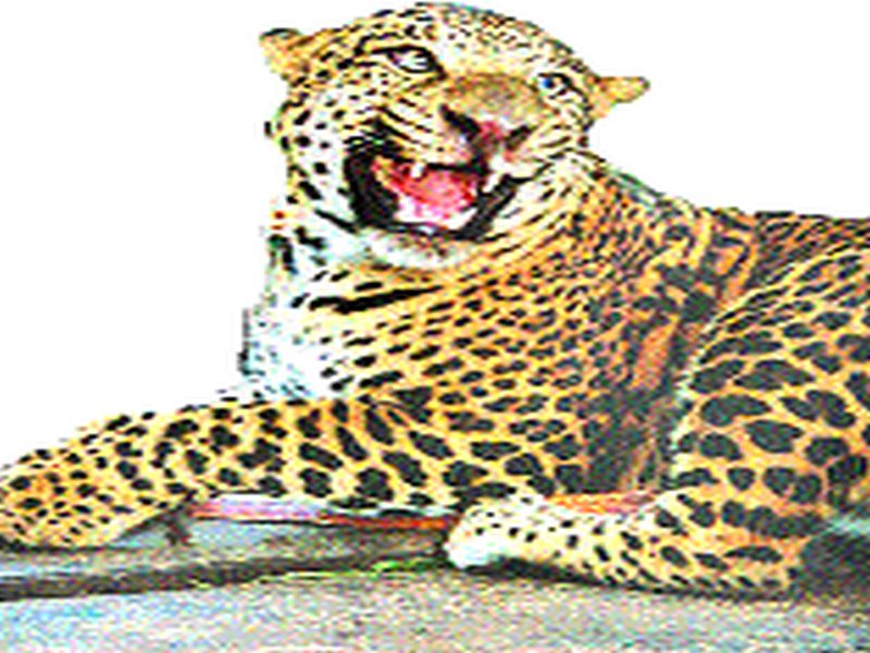 Two-wheeler injured in leopard attack | मेंढी येथे बिबट्याच्या हल्ल्यात दुचाकीस्वार जखमी