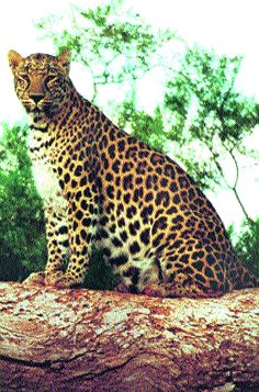 Free movement of leopards in Naigaon area | नायगाव परिसरात बिबट्यांचा मुक्तसंचार