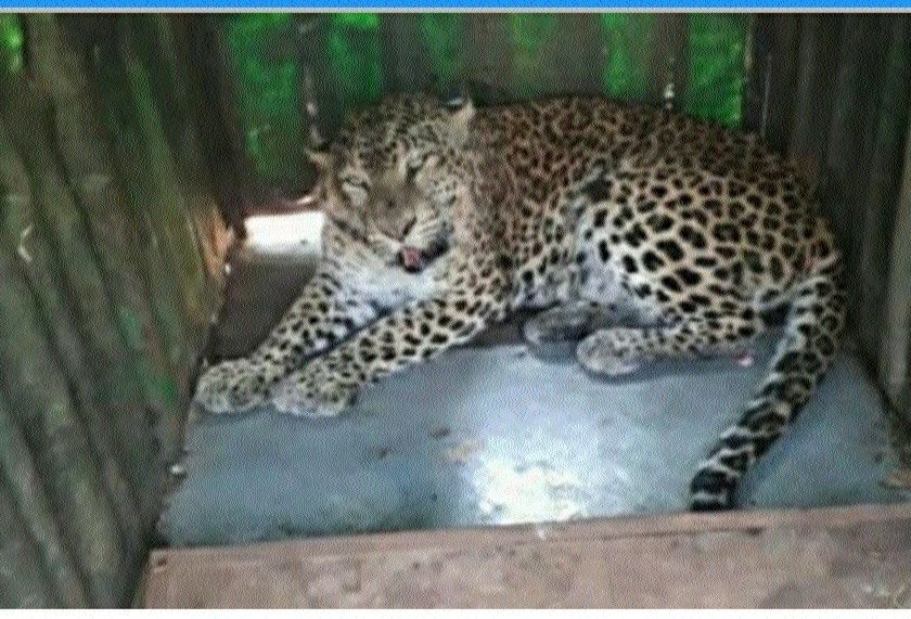 In a leopard cage | आराईत बिबट्या पिंजऱ्यात