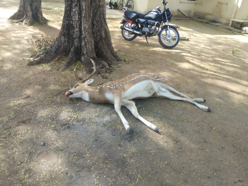 Deer killed in unidentified vehicle collision; Incident on Chimur-Warora Highway | अज्ञात वाहनाच्या धडकेत चितळचा मृत्यू; चिमूर-वरोरा हायवेवरील घटना