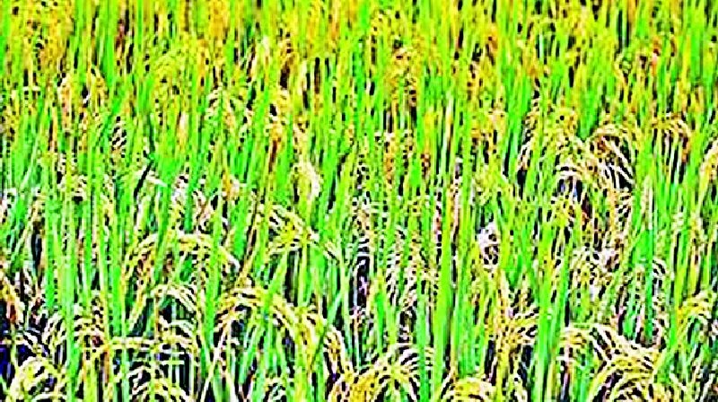 Tribal Society buys paddy at guaranteed prices | आदिवासी सोसायटी हमी भावाने करणार धान खरेदी