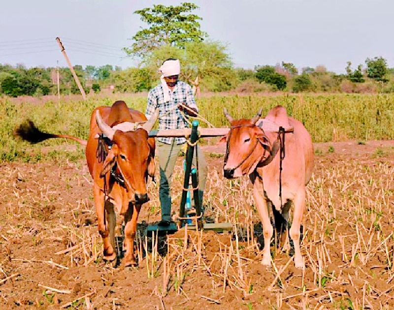 Returned youth to agriculture | परतलेल्या तरुणांची शेतीवर भिस्त
