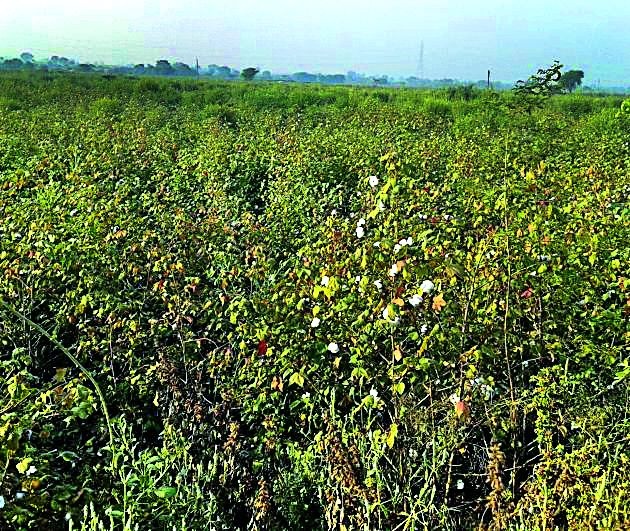 Inconvenience to cotton growers due to crop failure | बोंडअळीच्या प्रादुर्भावाने कापूस उत्पादक अडचणीत