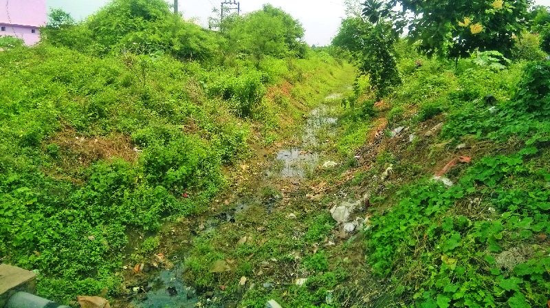Shrubs grown in Navargaon-Gadbori canal | नवरगाव-गडबोरी कालव्यात वाढली झुडपे