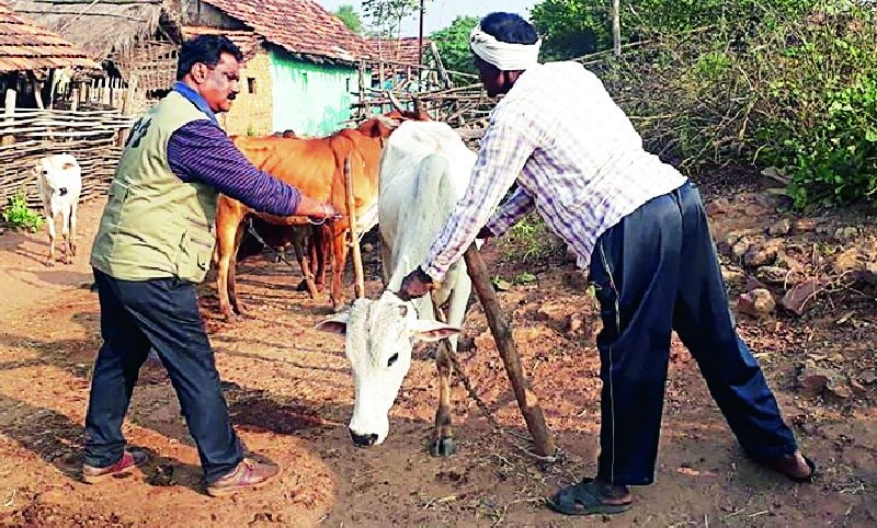 Vaccination of four lakh 81 thousand animals | चार लाख ८१ हजार जनावरांना लाळखुरकत लसीकरण