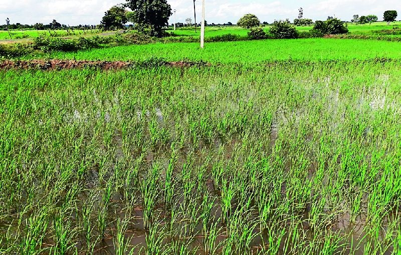 Heavy rains hit crops | अतिपावसाचा कडधान्य पिकांना फटका