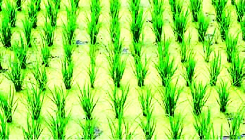 Harvesting of paddy in acreage of 457 acres | ४५७ एकरात सगुणा पद्धतीने धान लागवड