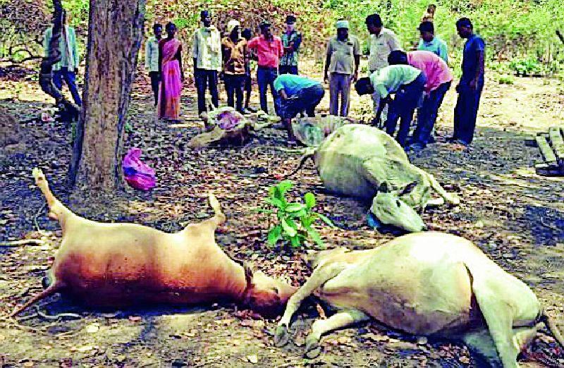 The death of seven animals and two goats | सात जनावरे व दोन शेळ्यांचा मृत्यू