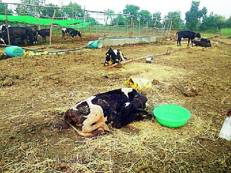 In two months, the 80 cow died | दोन महिन्यात ८० वर गार्इंनी सोडले प्राण
