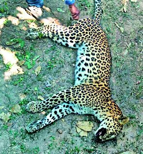 Dysfunctional death of leopard | साल्हे येथे बिबट्याचा संशयास्पद मृत्यू