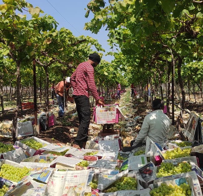 Grapes are fetching exorbitant prices | द्राक्षाला मिळतोय कवडीमोल भाव