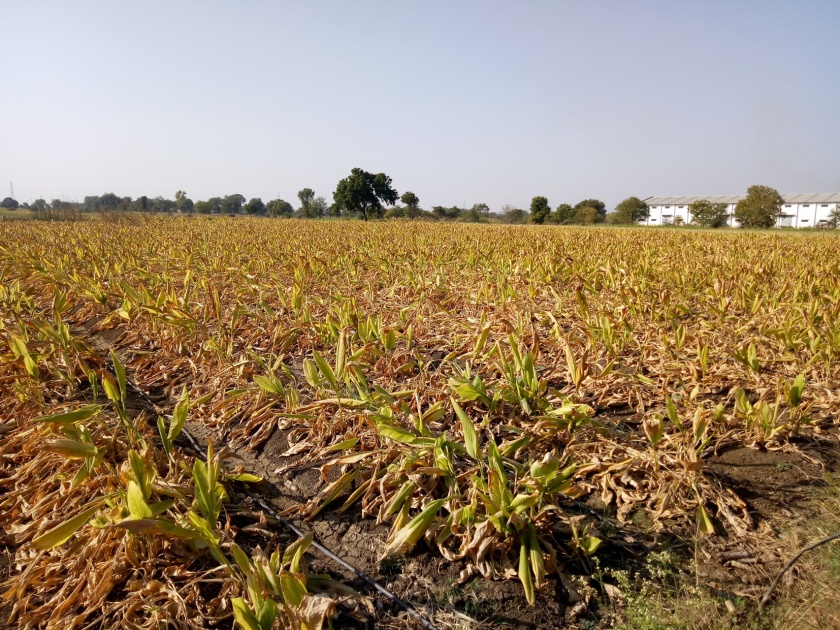  Water shortage on turmeric; The crisis of whims and kernels | हळदीवर पाणीटंचाई; हुमणी-करपाचेही संकट
