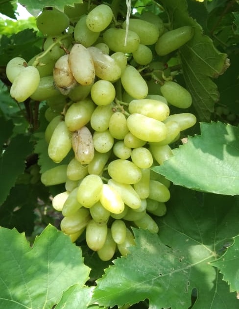 In the Khedlezhunge area, grape seedlings are broken, gardeners are worried | खेडलेझुंगे परिसरात द्राक्ष मण्यांना तडे, बागायतदार हवालदिल
