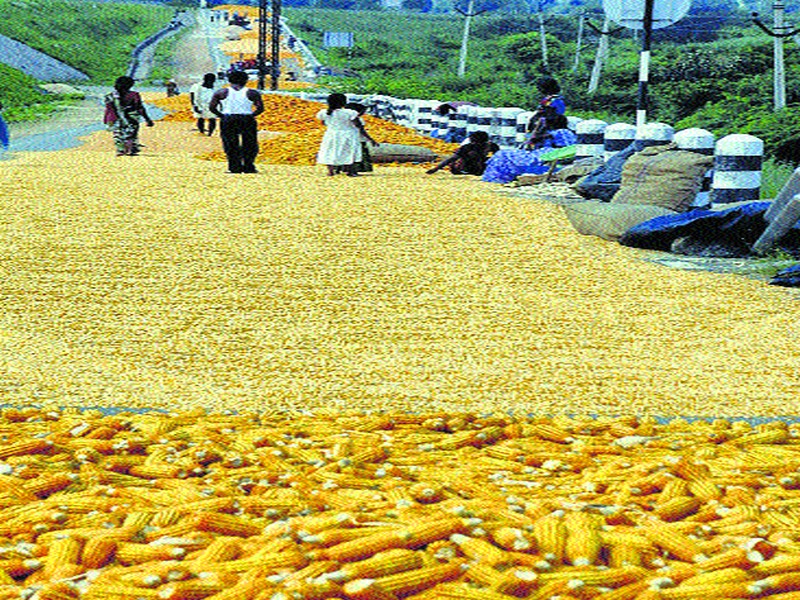 Maqa growers shifted to the shopping center as prices rose | भाव वाढताच मका उत्पादकांनी फिरवली खरेदी केंद्राकडे पाठ