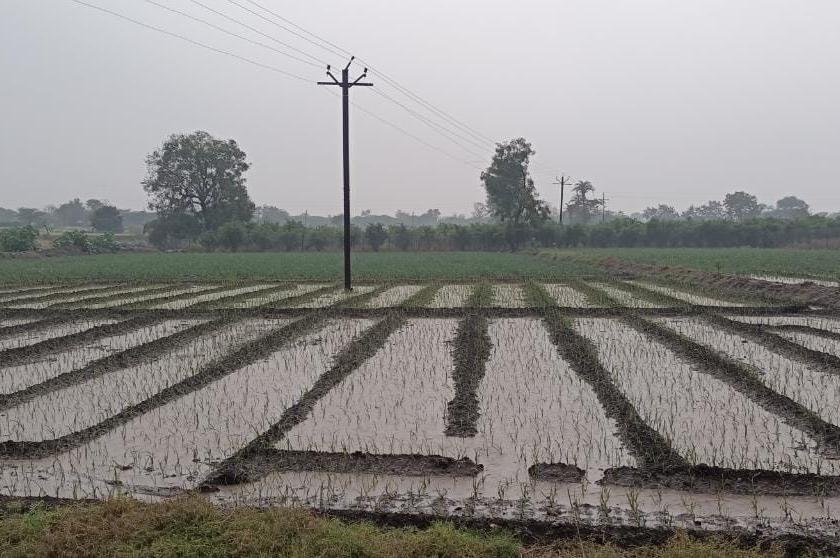 Unseasonal rains hit crops in Nandurshingote area | नांदूरशिंगोटे परिसरात बेमोसमी पावसामुळे पिकांना फटका