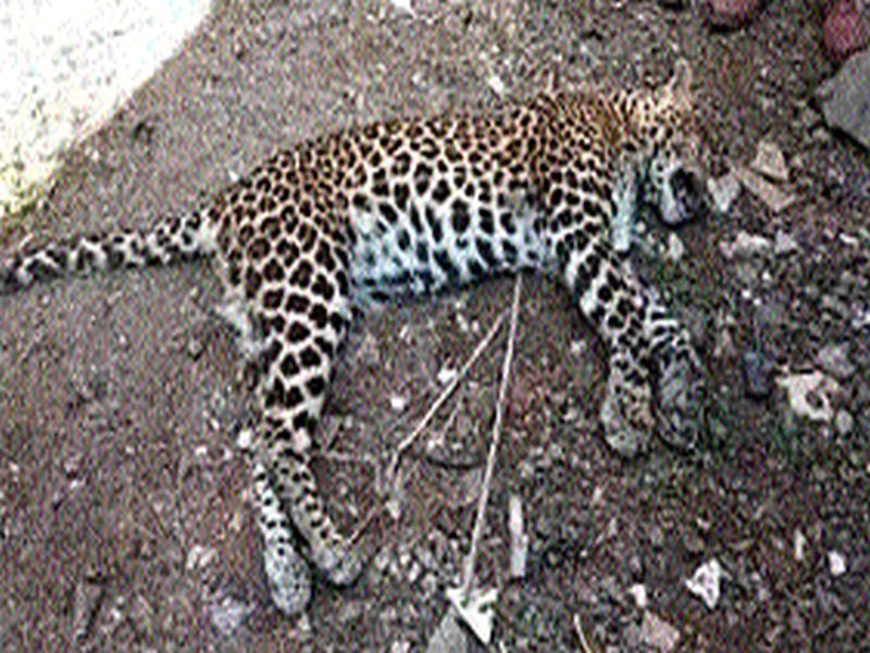 Five tigers in ten years and the death of 12 leopards in three years | दहा वर्षात पाच वाघांचा तर तीन वर्षात १२ बिबट्यांचा मृत्यू