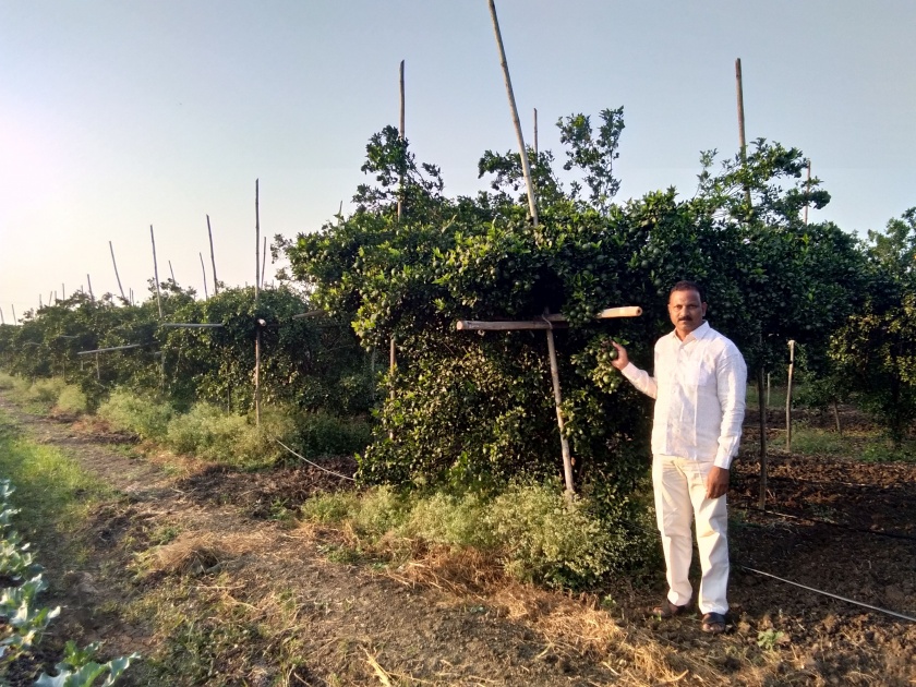 Sanjay Tabhane from Sawangi in Nagpur district established economic advancement from orange production | नागपूर जिल्ह्याच्या सावंगी येथील संजय तभाने यांनी संत्रा उत्पादनातून साधली आर्थिक उन्नती