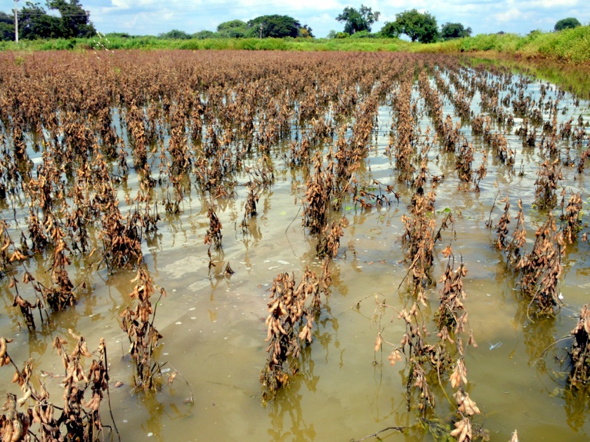 Parbhani: Damages of damaged crops completed | परभणी : नुकसानग्रस्त पिकांचे पंचनामे पूर्ण