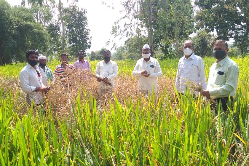 Paddy cultivation in danger in the eastern part of Igatpuri | इगतपुरीच्या पूर्व भागात भातशेती धोक्यात