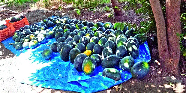 Watermelon farming threatens to come | येवल्यात टरबूज शेती धोक्यात