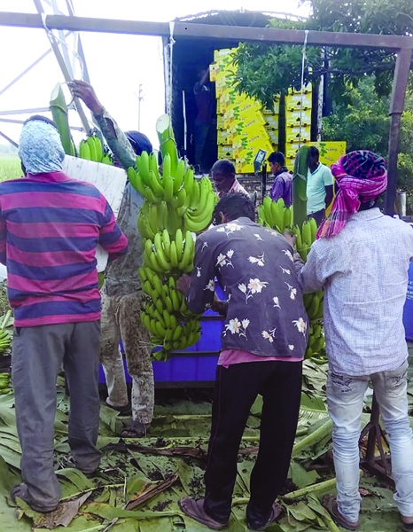 Solapuri banana is the basis of Bengali labor | महिन्याला ५०० कोटींची उलाढाल असलेल्या सोलापुरी केळीला आता बंगाली मजुरांचा आधार