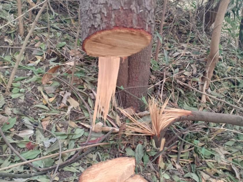 Theft of sandalwood trees at Thangaon | ठाणगाव येथे चंदनाच्या झाडांची चोरी