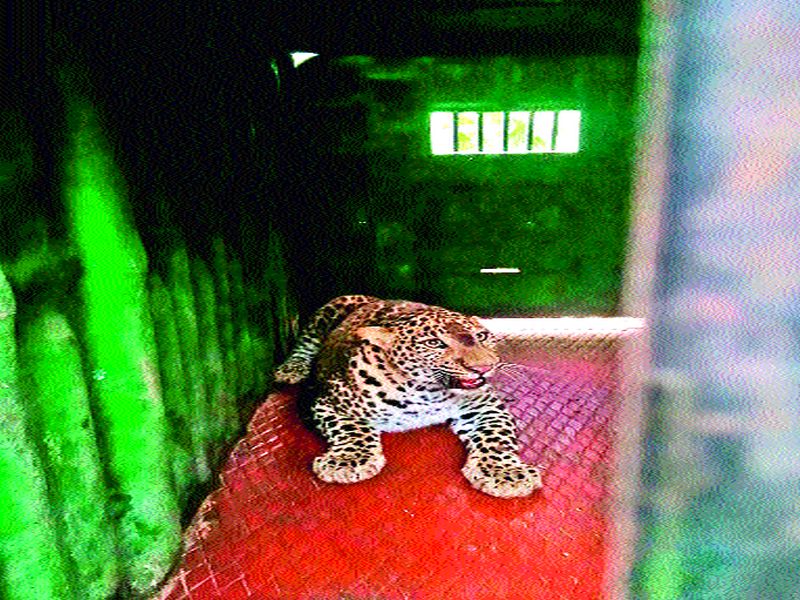 A leopard caged in Yeola forest area at Aurangpur | औरंगपूर येथे येवला वनविभागाने लावलेल्या पिंजºयात बिबट्या जेरबंद
