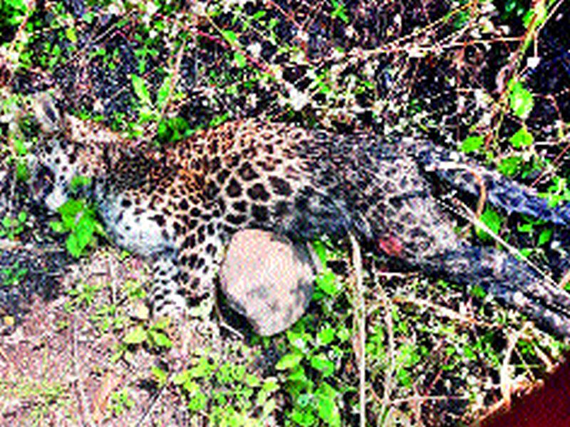 Stuck dead parts of dead leopard | मृत बिबट्याचे अवयव काढणाºयास अटक