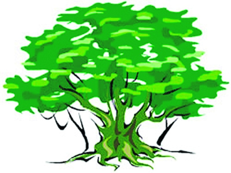 Save the trees made by planting without explaining the protection | रक्षा विसर्जीत न करता वृक्षारोपनाने केल्या स्मृती जतन