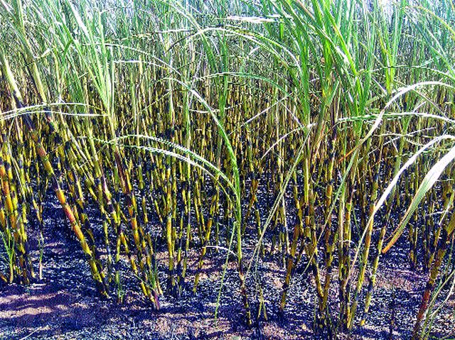 One acres of sugarcane due to the short circuit | शॉर्टसर्किटमुळे एक एकर ऊस खाक