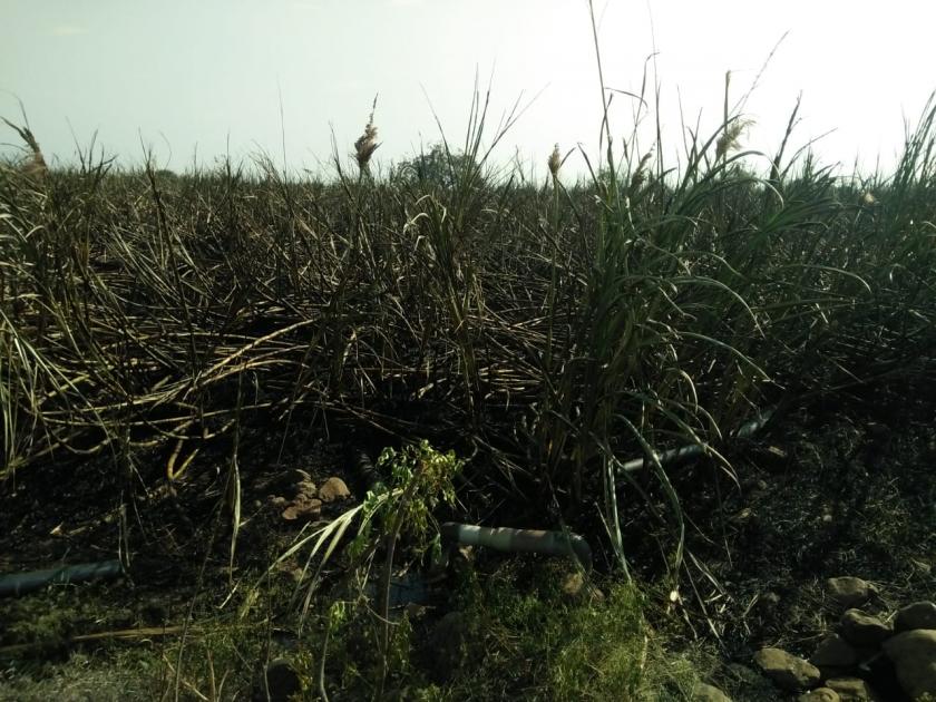 20 lakh worth of sugarcane was burnt by the sudi set on fire to kill two snakes | दोन नागांना मारण्यासाठी पेटवलेल्या सुडीने केला २० लाखांचा ऊस भस्मसात