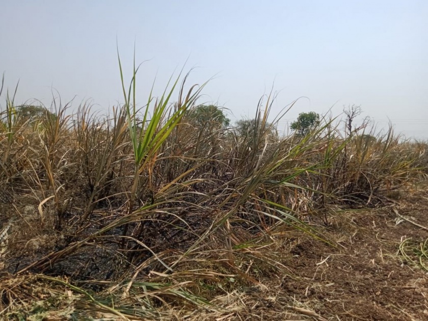 Sugarcane fire due to short circuit in Anturli Shivara | अंतुर्ली शिवारात शाॅर्ट सर्कीटने ऊसाला आग