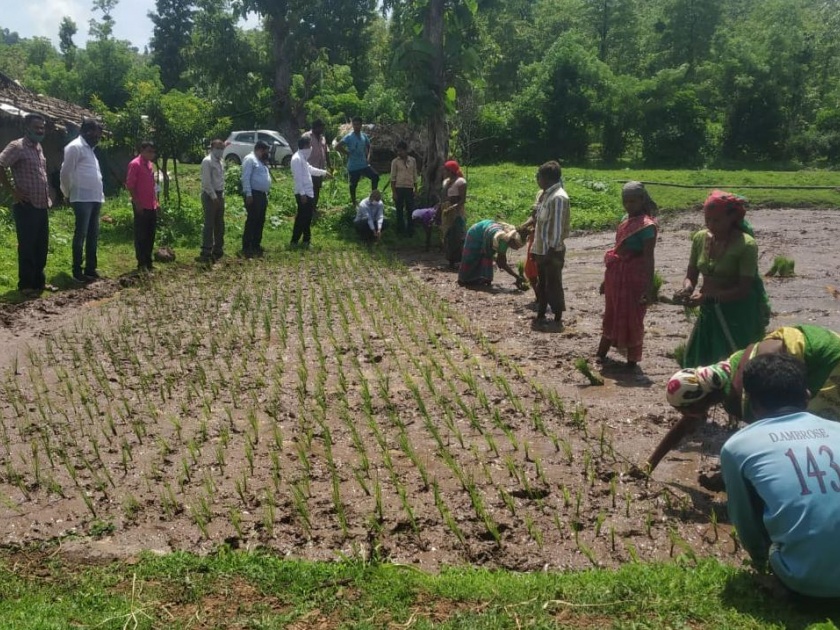 Charsutri rice cultivation started | चारसूत्री भात लागवड सुरु