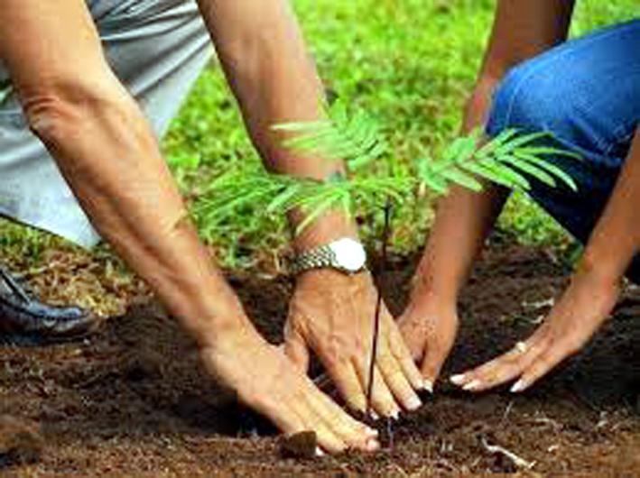Planting of one thousand trees by Brahmakumari Vidyalaya | ब्रह्माकुमारी विद्यालयातर्फे एक हजार वृक्षांची लागवड