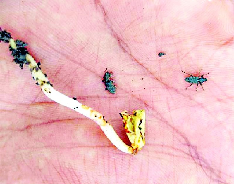 Evidence of flying insects on Arvit cotton | आर्वीत कपाशीवर उडद्या कीटकाचा प्रादुर्भाव