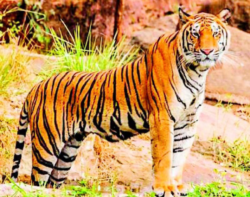 Tiger terror in Pandharkavada taluka | पांढरकवडा तालुक्यात अद्याप वाघाची दहशत
