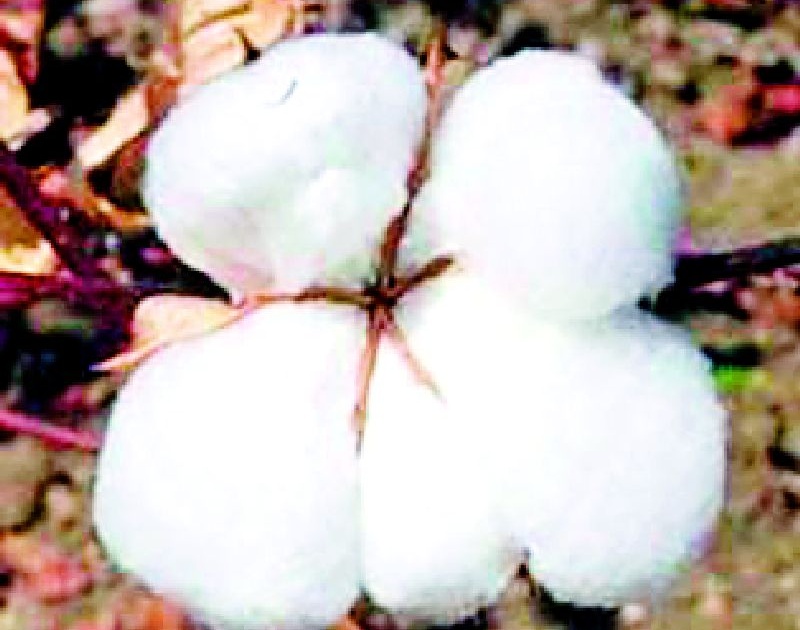 Gangs of laborers in the district turned their backs on cotton sales | परजिल्ह्यातील मजुरांच्या टोळ्यांनी फिरविली कापूस वेचणीकडे पाठ