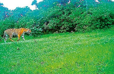 Terror of Tiger in Yawatmaal District.. Now people become aggressive in terror of tiger | यवतमाळ जिल्ह्यातला वाघिणीचा थरार