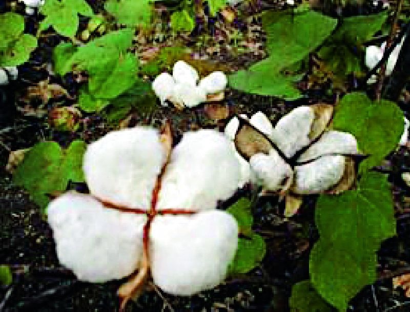 Cottonseed Para Most | कापसाचाच पेरा सर्वाधिक
